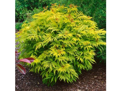 Sambucus nigra Golden Tower - Baza Golden Tower