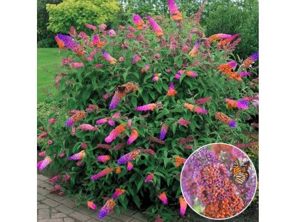buddleia flower power butterfly bush 17cm pot p4417 34451 image