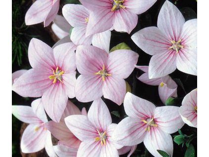 Balloon Flower Rose Seeds Platycodon Grandiflorus 01748.1565673701