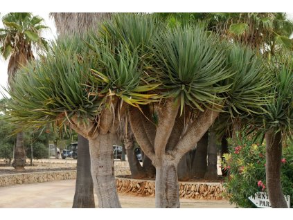 Dracaena draco 1
