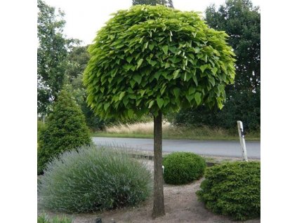 catalpa bignoides nana tree2 1 1