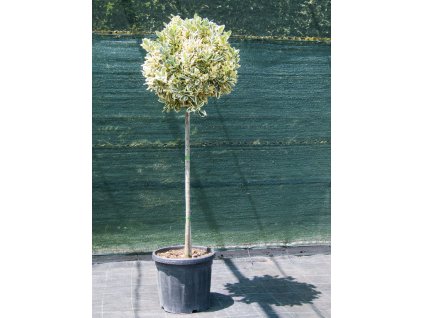 euonymus japonicus bravo 25 literes kontenerben torzses oth 672074 1 vbig