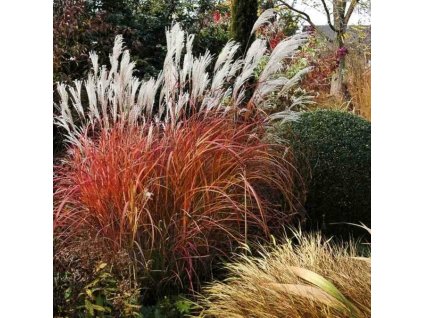 miscanthus dronning ingrid