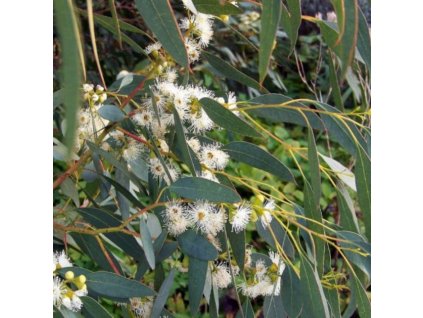 eucalyptus globulus