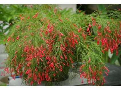 Firecracker Plant Russelia equisetiformis Flowering plant 750x515 1