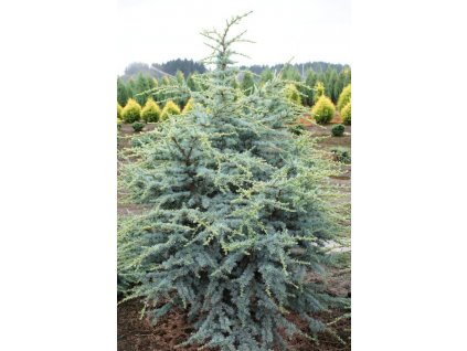 bad41b73d3f181adc97c6a65aa56f168