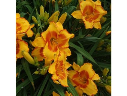 hemerocallis prince of orange2