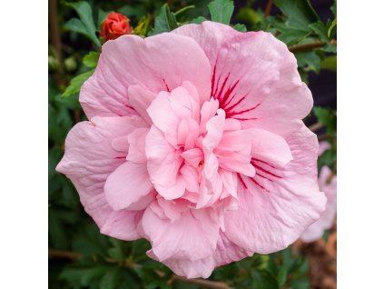 hibiscus syr pink chiffon pl2000024736 5b35fade3fbb4
