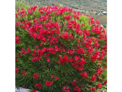 Red oleander 5