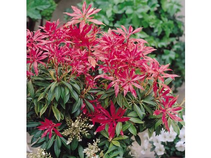 Pieris japonica Forest Flame