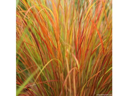 stipa pheasant tails