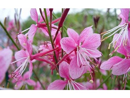 1. Lindheimers Βeeblossom ‘Siskiyou Pink’ Ta Anthi tou Fytou