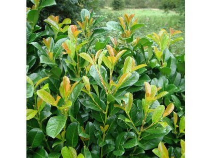 Laurel Etna (Prunus laurocerasus Etna) Leaves