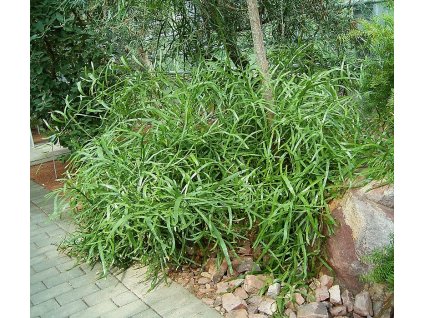 Homalocladium platycladum 01 ies