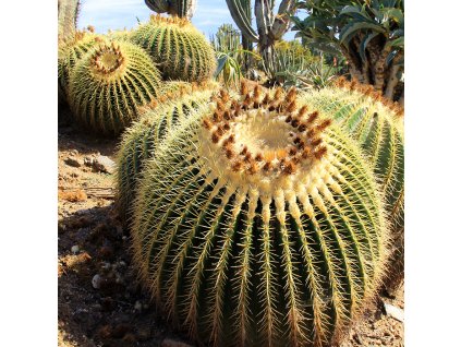 072817 goldenbarrel 06