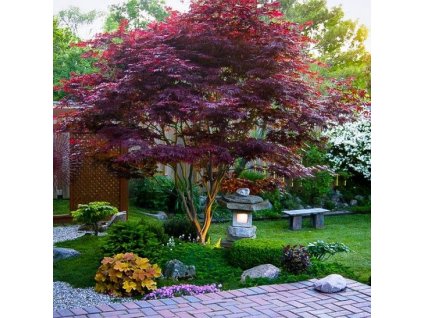 Acer Palmatum Atropurpureum