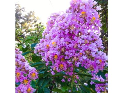 lagerstroemia muskogee p7555 54133 image