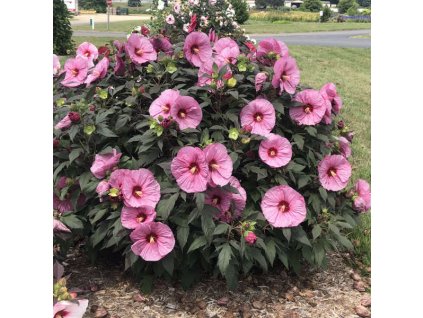 e3b2f42b3de1236e82d5ec2b07054415