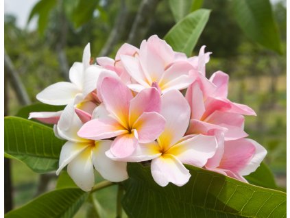 Courtade Pink 0170 12154.1409324112