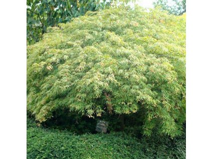 acer dissectum viridis3