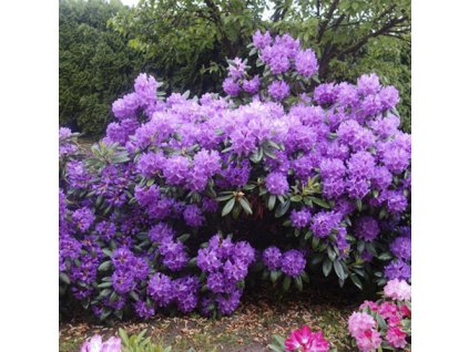 5007c2e20a62efb91f5820f5859c60b3