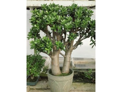 d045c56cc3391371bfa2a15cc4993a16