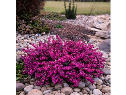 7a47888f bdc9 413b b7a4 9fbc0e2b2d39 (1)