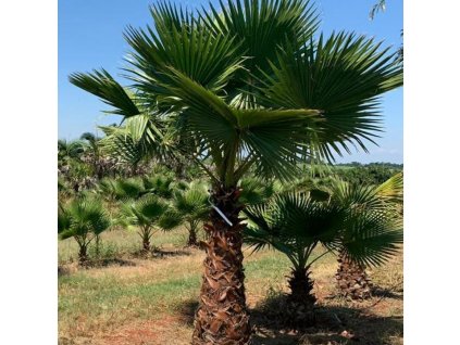 Washingtonia filifera palm