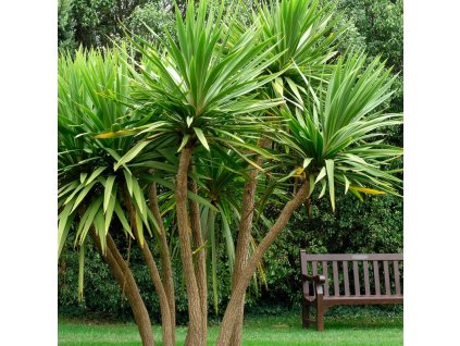 Cordyline australis