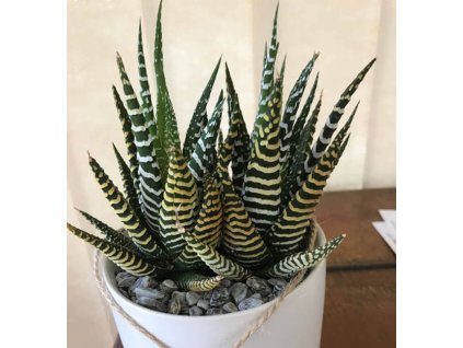 Haworthia super fasciata