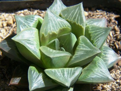 40312 20191213161434 1576206874 postcard