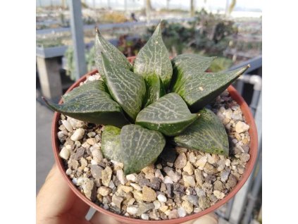 haworthia emelyae v multiflora