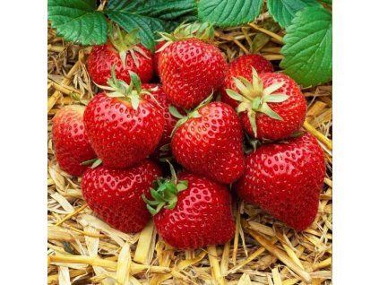 strawberry elsanta 1 2 1