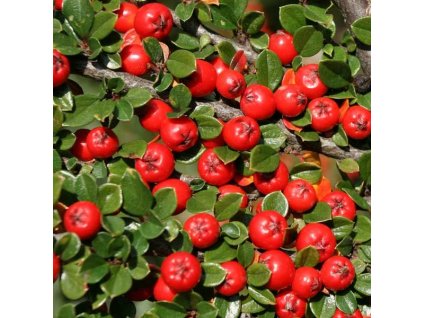 cranberry cotoneaster