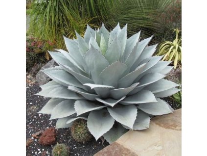 Agave Parryi var Neomexicana-19°C