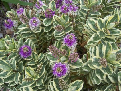 3777dfc6aae2a4fdfd78f344eba89d81