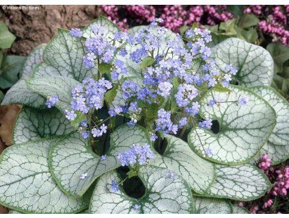 Brunnera macrophylla ‘Jack Frost’