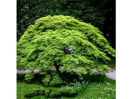 Acer dissectum viridis2