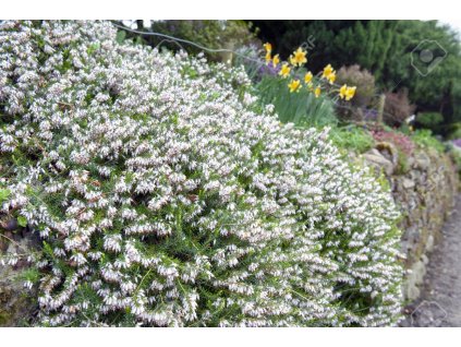 105400317 a bunch of erica carnea flowering subshrub plant also known as springwood white winter heath snow he