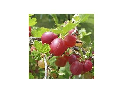 egres hinnonmaki red 2