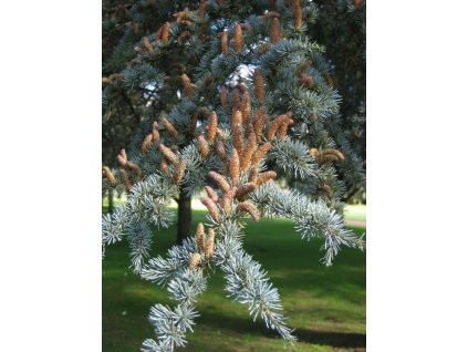 CEDRUS atlantica Glauca