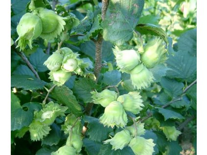 American Hazelnut Seed Filbert