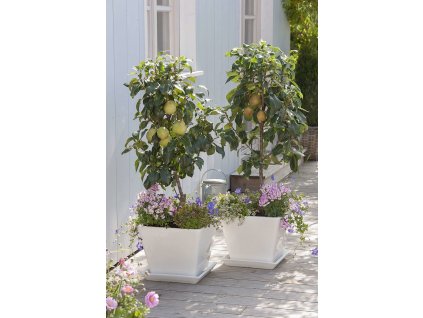 12188037 Zwergbirne Garden Pearl in weisse Kuebel pflanzen