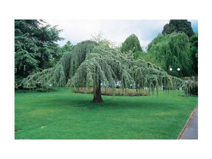 cedrus atlantica glauca pendula