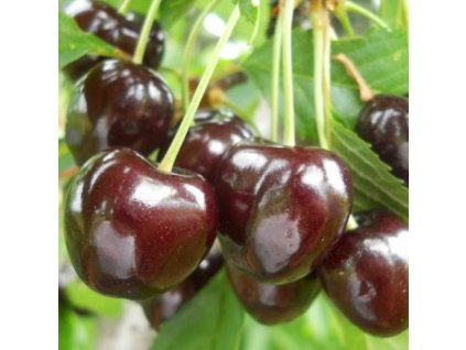 Prunus avium Szomolyai fekete cseresznye (3)