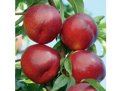 main NETTARINA VENUS PESCO