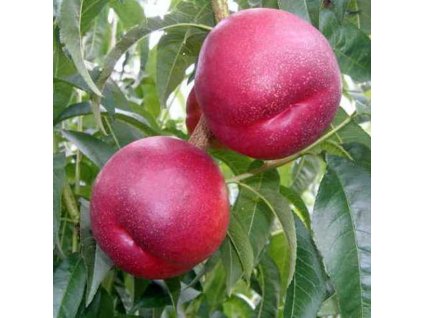 main PESCO NOCE BIG TOP