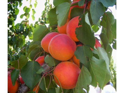 bergarouge kajszi szabadgyokeru gyumolcsfa oltvany