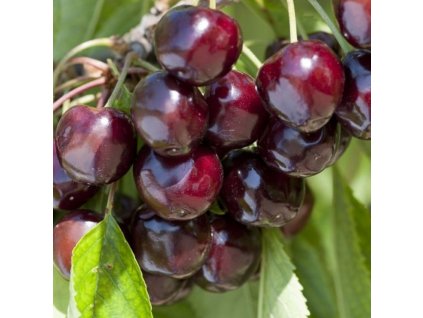 25096 cerisier bigarreau burlat taille en demi tige 1214 1215