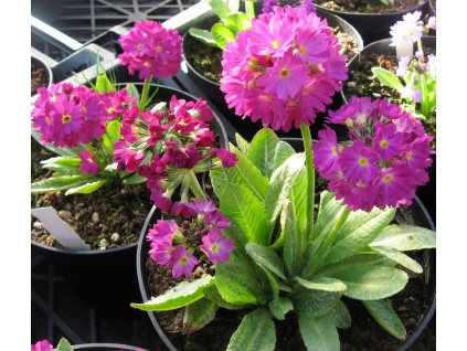 Erbaio Gorra Vivaio Piante Torino Piemonte Primula denticulata Rubin